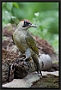 Groene Specht, European Green Woodpecker, Picus viridis Location: Twente. the Netherlands Groene Specht MG 2310 kopie